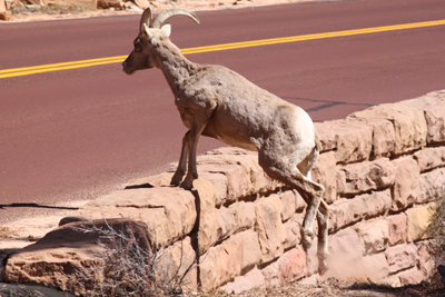 Explore Roadside Nature- Zion NP Desert Bighorn Ewe